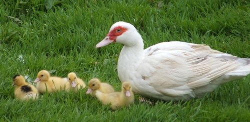 Muscovy duck1