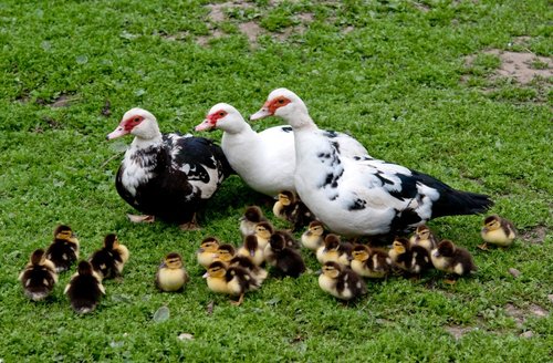 Muscovy duck2