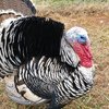 Наррагансетская индейка (Американская дикая индейка) (Narragansett turkey)