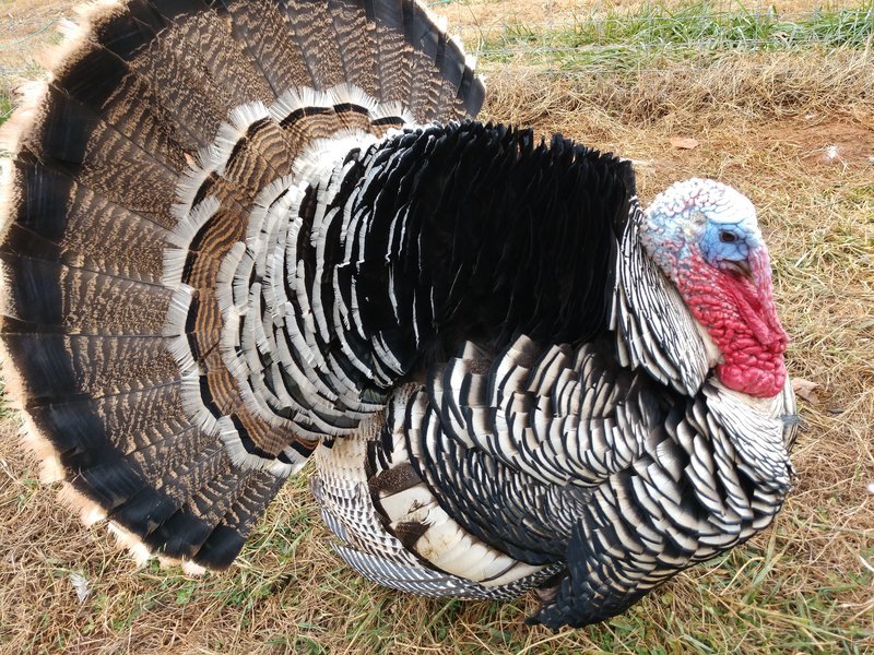 Narragansett_Turkey_male.width-800