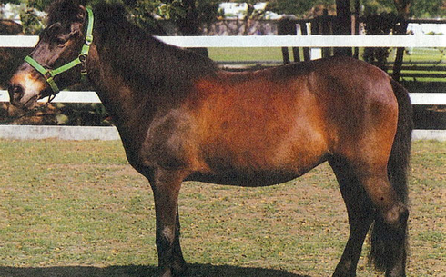 Тибетский пони (Нэнфэн) (Tibetan pony)