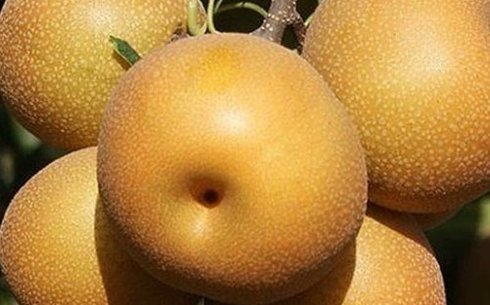 Груша сорт Нэши