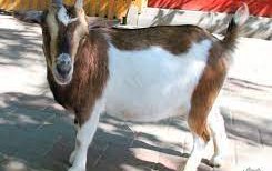 Нигерийская карликовая порода коз (Nigerian pygmy)