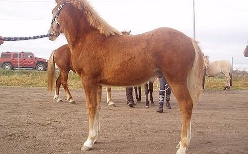 Нордлэнд пониі (Nordland pony)