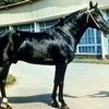 Новокиргизская (Novokirghiz horse)