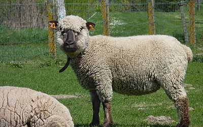 Новозелландский корридель порода овец (Corriedale)
