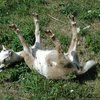 Обморочная порода коз (Unconscious goat)