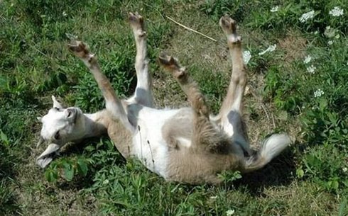 Есінен танғыш ешкі тұқымы (Unconscious goat)