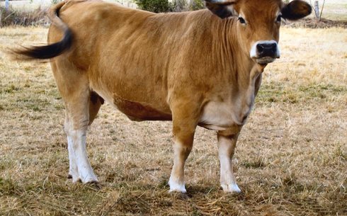 Обрак (Aubrac breed)