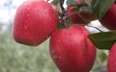 Яблоня сорт Одиссо