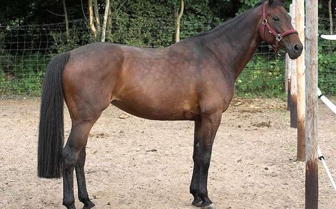 Лошадь Ольденбургская: описание породы, характеристики, особенности ухода и содержания, отзывы
