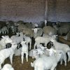 Олибс (OLIBS) (Ontario Lamb improvement Breeding Strategy)