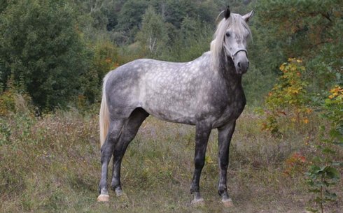 Орловск желіс жылқысы (Orlovsky trotter)