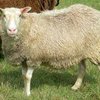 Финский ландрас порода овец (Finnish Landrace)
