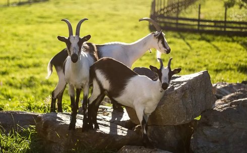 Тауыс ешкі тұқымы (Peacock Goat)