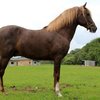 Перуандық пасо (Peruvian paso)