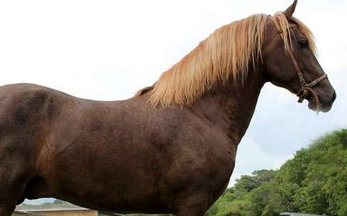 Перуанский пасо (Peruvian paso)