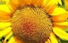 Подсолнечник сорт Астана-109