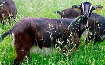 Пуатусская порода коз (Poitevin Goats)