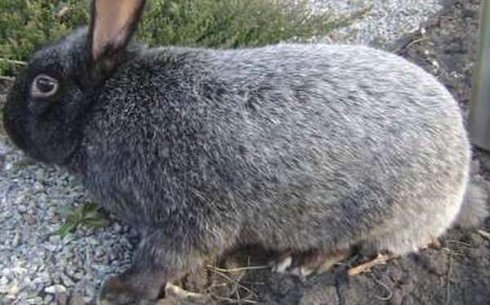 Серебристый кролик — фото и описание породы | Timelapse | Дзен
