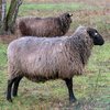 Қылшық жүнді померандық қой тұқымы (Pomeranian coarsewool sheep)