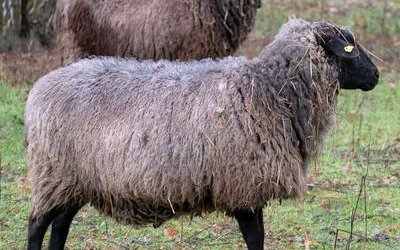 Грубошерстная померанская порода овец (Pomeranian coarsewool sheep)