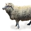 Прекос порода овец (Precoce)