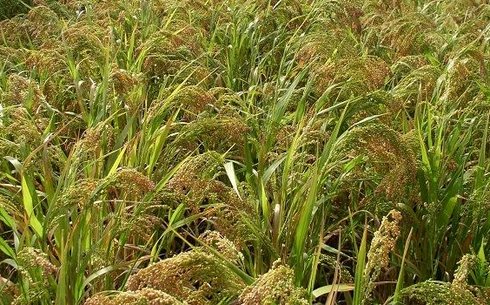 Просо сорт Ярлык Батыра