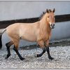 Пржевальский жылқысы (Przewalski's horse)