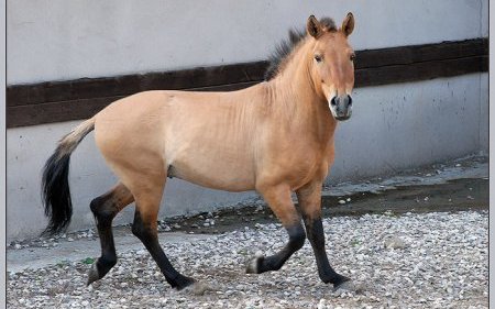 Лошадь Пржевальского (Przewalski's horse)