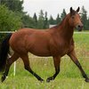 Американский квотерхорс (Quarter Horse)