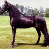 Рэкинг хорс (Racing horse)