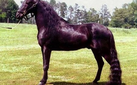 Рэкинг хорс (Racing horse)