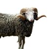 Рамбулье қой тұқымы (Rambouillet breed of sheep)