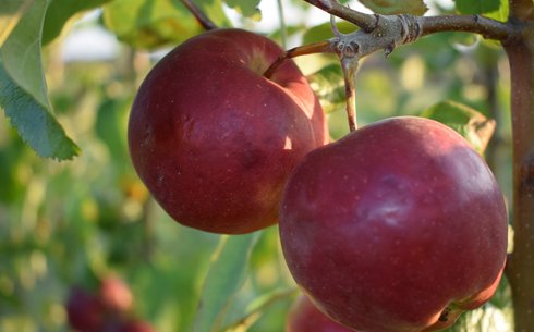 Яблоня сорт Ред Боскоп