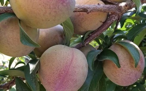 Слива сорт Ред Харт