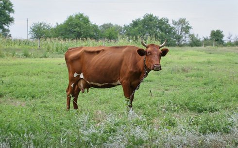 Красная тамбовская (Red Tambov)