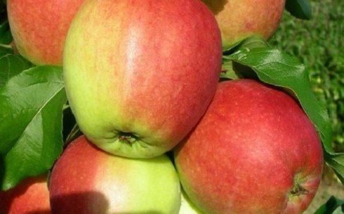 Яблоня сорт Ревена