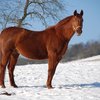 Рейнская (Rhenish warmblood horse)