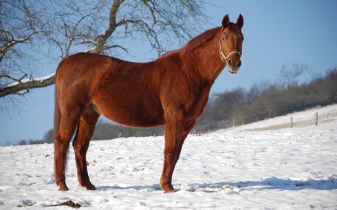 Рейнская (Rhenish warmblood horse)