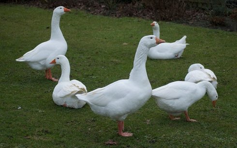 Рейнский гусь (Rhine geese)