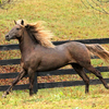 Роки Маунтин (Rocky Mountain Horse)