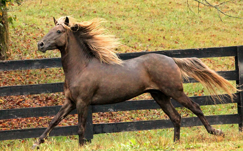 Роки Маунтин (Rocky Mountain Horse)