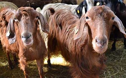 Красная Средиземноморская порода коз (Rossa Mediterranea Goats)