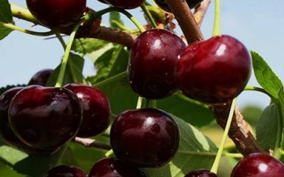 Вишня сорт Ровесница