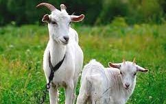 Русская белая порода коз (Russian white goat)