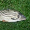 Сазан (Carp)