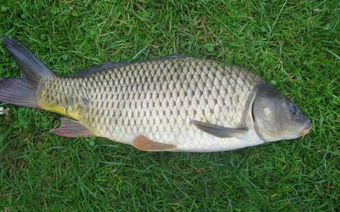 Сазан (Carp)