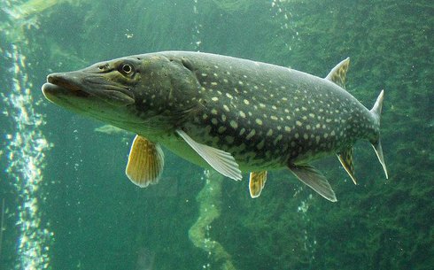 Щука обыкновенная (Common pike)