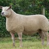 Шароле порода овец (Charolais)